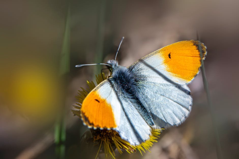 Free stock photo of animal, butterfly, closeup
