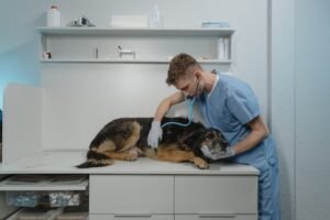 A veterinarian in scrubs examines a dog using a stethoscope in a clinic.