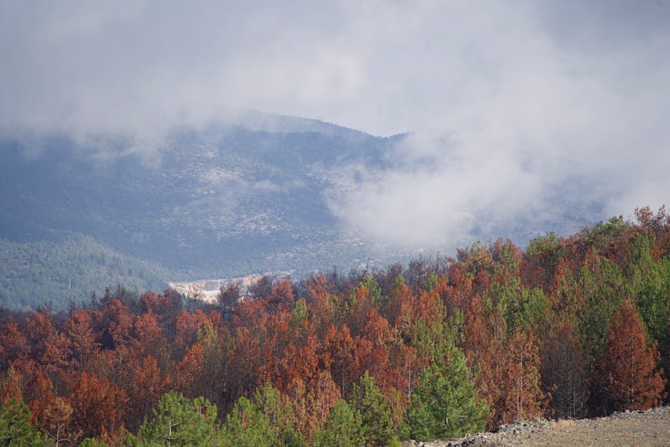Majestic autumn forest with misty mountains in the background, creating a serene and natural view.