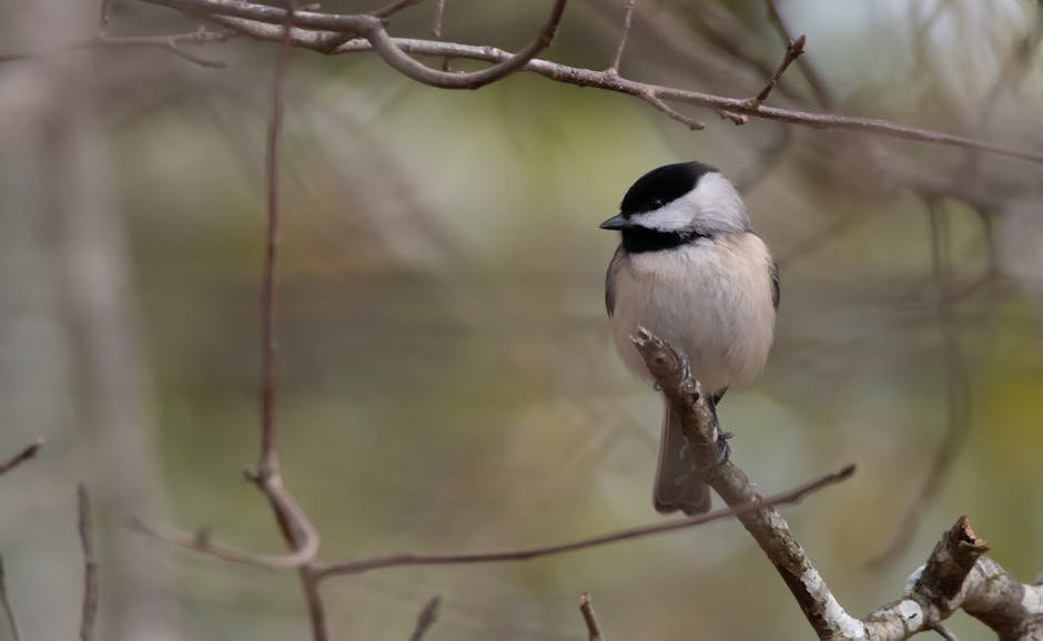 A chickadee rests on a branch in a serene natural setting.