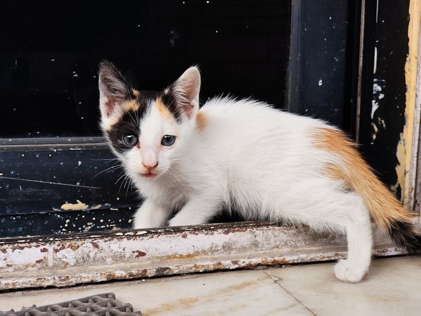 Adorable calico kitten exploring a window sill, showcasing its curious nature.