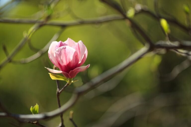 Close-up of a pink magnolia bloom with blurred green background.