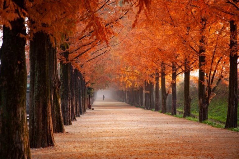 Explore a tranquil path adorned with vibrant fall foliage and distant silhouette, perfect for seasonal serenity.